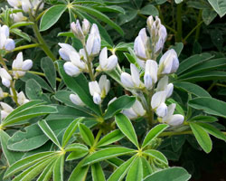 Photo Lupin
