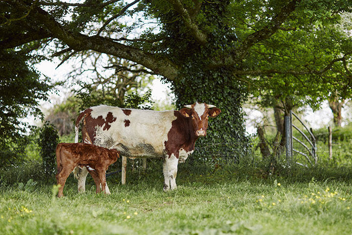 vache AOC Anjou