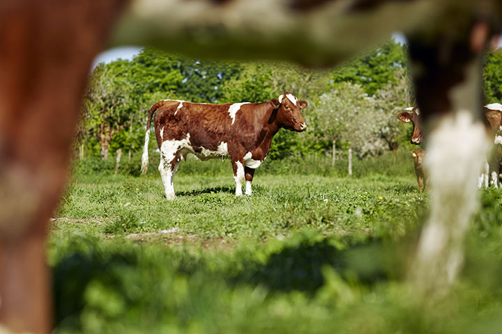 vache AOC Rouge des Prés