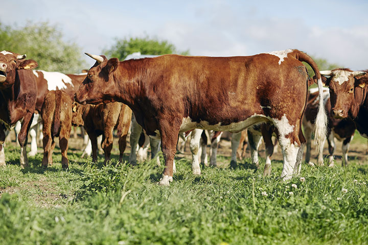 vache AOC Maine Anjou
