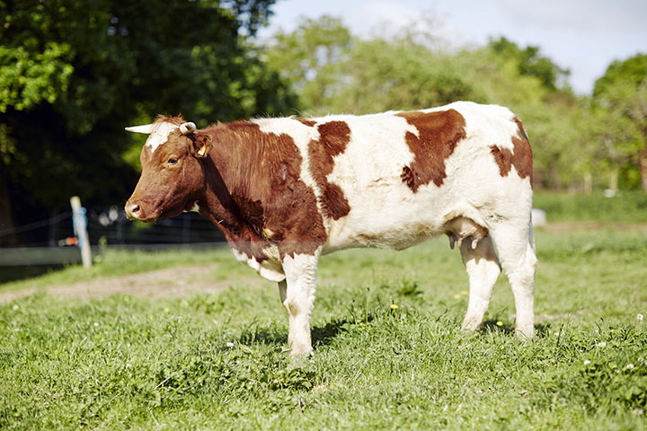 vache Maine Anjou